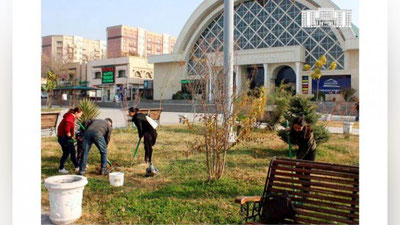 Изрображение 'Возле Алайского базара высадили дающие тень деревья (фото)'