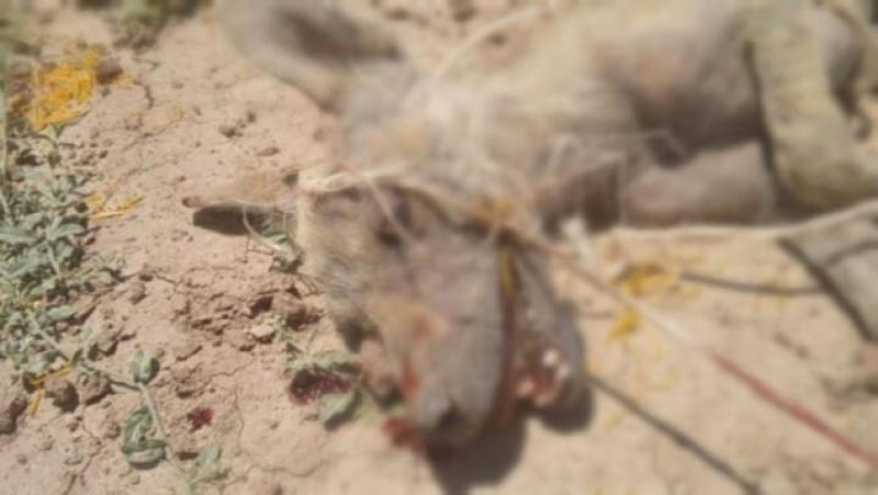 'Qashqadaryoda qo`y-qo`zilarni bo`g`izlab ketgan noma`lum hayvon o`ldirildi'ning rasmi