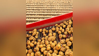 'Har yilgidan kamida 10 foizga ko`p maydonga kartoshka ekilishi uchun urug`lik zaxirasi yaratiladi'ning rasmi