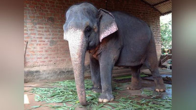 Изрображение 'ОБ УДИВИТЕЛЬНЫХ СПОСОБНОСТЯХ БРАТЬЕВ НАШИХ МЕНЬШИХ'