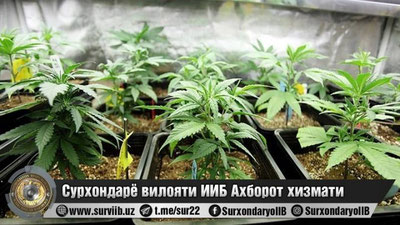 'Surxondaryolik fuqaro uy omborxonasida 14 tup nasha etishtirayotgani aniqlandi'ning rasmi
