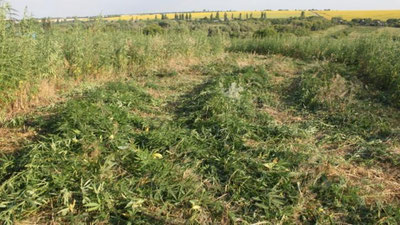 'Деҳқончилик учун 1 гектаргача ер ижарага берилади'ning rasmi