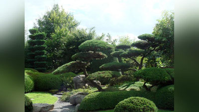 Изрображение 'Выставка декоративных деревьев пройдет в Ташкенте'