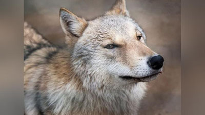 Изрображение 'В Ташкентском зоопарке пришлось усыпить волчицу Алису'