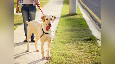 Изрображение 'Выгуливать собак разрешили один раз в день'