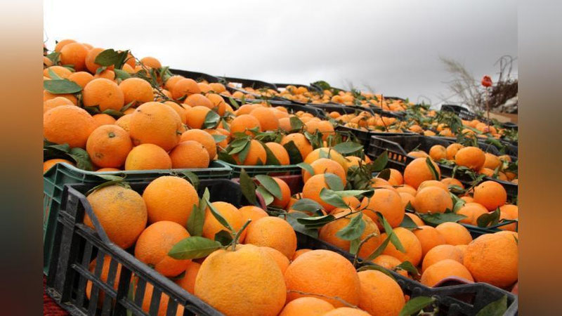 '6 oyda O`zbekistonga xorijdan qiymati 2,1 mln. AQSh dollariga teng bo`lgan apelsin import qilingan'ning rasmi