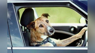 Изрображение 'СОБАКА ЗА РУЛЕМ АВТОМОБИЛЯ ПОПАЛА В ДТП (ВИДЕО)'