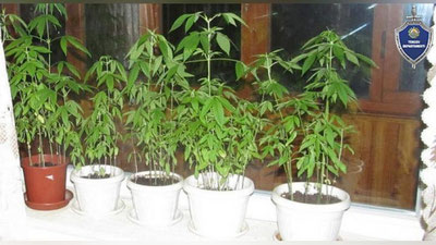 Изрображение 'Гражданин РФ выращивал на даче в Бостанлыке кусты марихуаны в горшках'