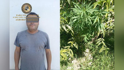 'Quvada “kannabis” parvarishlagan shaxs fosh bo`ldi'ning rasmi