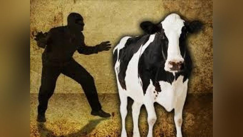 'Namanganda 18 va 19 yoshli yigitlar qarovsiz qoldirilgan qoramolni o`g`irlab ketishdi'ning rasmi