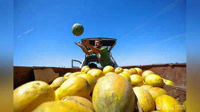 'Яқин кунларда ўзбек қовунларининг Покистонга экспорти бошланади (видео)'ning rasmi