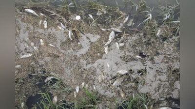 '«Navoiyazot»ga qarashli quduqdan daryoga hayot uchun xavfli moddalar chiqarilgan'ning rasmi