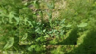 'Guliston tumanida anor ko`chatlari tagidan 19 tup ko`knori giyohvandlik o`simligi aniqlandi'ning rasmi