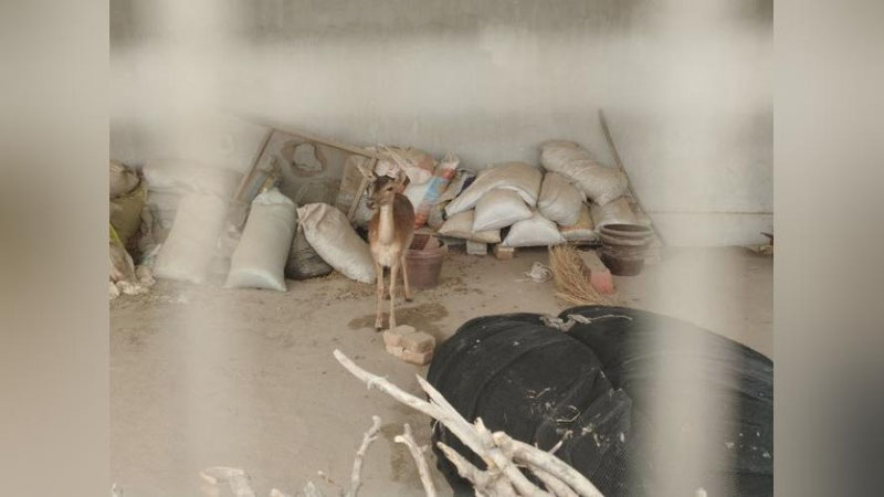 'Surxondaryoda aholi xonadonidan noyob turdagi kiyiklar topildi'ning rasmi