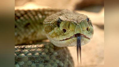 Изрображение 'Россиянин погиб после фокуса с заглатыванием ядовитой змеи (видео, 18+)'