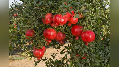 Изрображение 'С начала года Узбекистан отправил 12,6 тысяч тонн граната на экспорт'