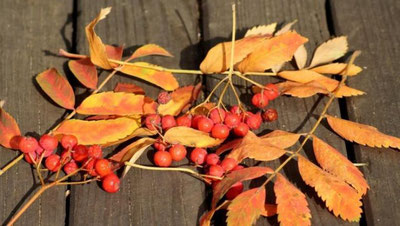 'Koronavirusni bor-yo`g`i besh daqiqada 97% gacha nobud qiladigan meva aniqlandi'ning rasmi