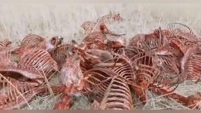 'Qoraqalpog`istonda bir haftada 55 ta eshak so`yilgan. Shuncha go`sht qaerga ketgani bo`yicha surishtiruv boshlandi (video)'ning rasmi