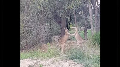 Изрображение 'РАССКАЖУ РОДИТЕЛЯМ: АВСТРАЛИЕЦ РАЗНЯЛ ДВУХ КЕНГУРУ, ОТЧИТАВ ЗА ДРАКУ (ВИДЕО)'