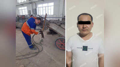 Изрображение 'Иностранца, сжегшего щенка на заводе в Джизаке, оштрафовали'