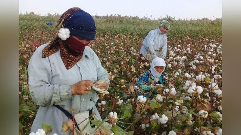 'Paxta mavsumida mehnat qonunchiligini buzgan 65 nafar mansabdor javobgarlikka tortildi'ning rasmi