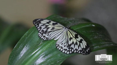 Изрображение 'Выставка живых тропических бабочек открылась в столичном музее (видео)'