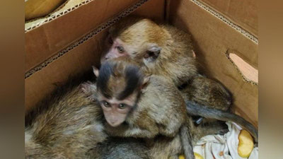 Изрображение 'Таможенники не позволили вывезти из Узбекистана макак и гиббона'