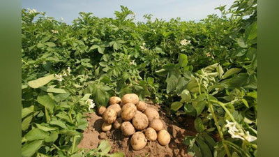 Изрображение 'В этом году урожай раннего картофеля в Узбекистане задержится'