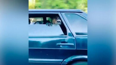 Изрображение 'Дикий пассажир: в Татарстане в легковушке заметили медведя (видео)'