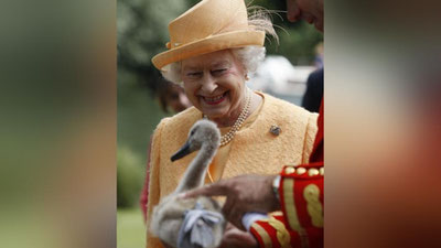 'Buyuk Britaniyada oqqushlar Qirolicha Elizaveta II ning mulki sanaladi'ning rasmi