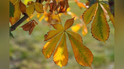 'Bugundan boshlab O`zbekistonda havo sezilarli darajada salqinlashadi - "O`zgidromet"'ning rasmi