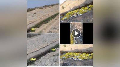 'Chirchiq daryosi tibbiyot chiqindilaridan tozalandi'ning rasmi