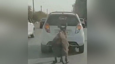'Eshakni avtomobilga bog`lab sudrab ketayotgan haydovchi qo`lga olindi (video)'ning rasmi