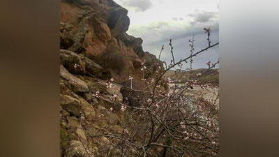 Изрображение 'На юге Узбекистана зацвел миндаль (фото)'