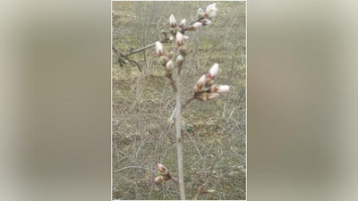 'Surxondaryoda bodom daraxtlarining gullash fazasi boshlandi'ning rasmi