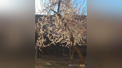 Изрображение 'Узгидромет: ожидаемые морозы нанесут ущерб распустившимся деревьям'