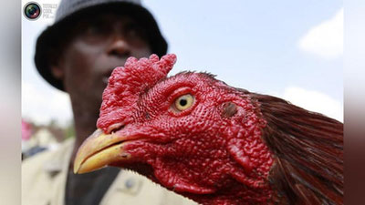 'Hindistonda xo`roz egasini pichoqlab qo`ydi'ning rasmi