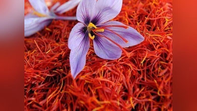 'O`zbekistonda shafranning plantasiyalari ko`paytiriladi'ning rasmi