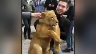 'Samarqand yo`llarida haydovchilar sher bolasini topib olishdi (video)'ning rasmi