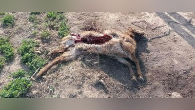 'Qashqadaryoda chorva mollariga tajovuz qilib, aholini sarosimaga solayotgan noma`lum maxluq haqida ma`lumot berildi(video)'ning rasmi