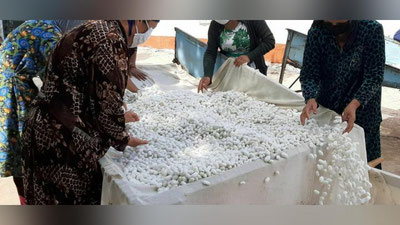 'Mirishkorlik pillakorlar rejani birinchilardan bo`lib bajardi'ning rasmi