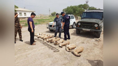 Изрображение 'В Каракалпакстане браконьеры убили 11 джейранов ради рогов'