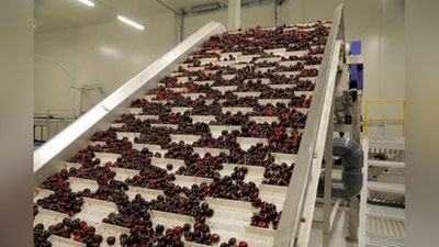 'Qozog`iston o`zbek gilosini keyinchalik Dubayda sotish uchun xarid qiladi'ning rasmi