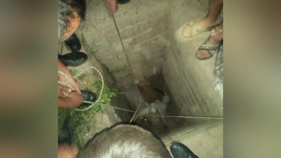 'Shahrisabzda 4 metrli quduqqa tushib ketgan sigir omon qoldi'ning rasmi