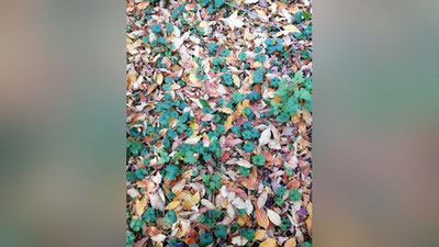 Изрображение 'В Ташкенте осадков не ожидается: погода на 9 ноября'