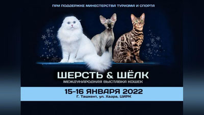 Изрображение 'В Ташкенте пройдет международная выставка кошек'