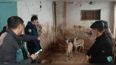 'Нукусда фуқаро ўз уйида Қизил китобга киритилган 3 бош жайронни сақлаётгани аниқланди'ning rasmi