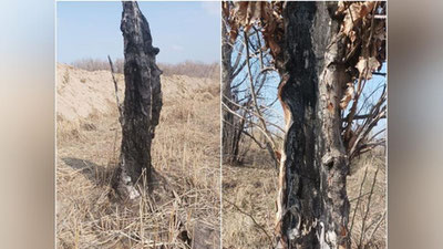 'Тошкент вилоятида дарахтлар аввал ёндирилиб, сўнг қўпорилмоқда'ning rasmi