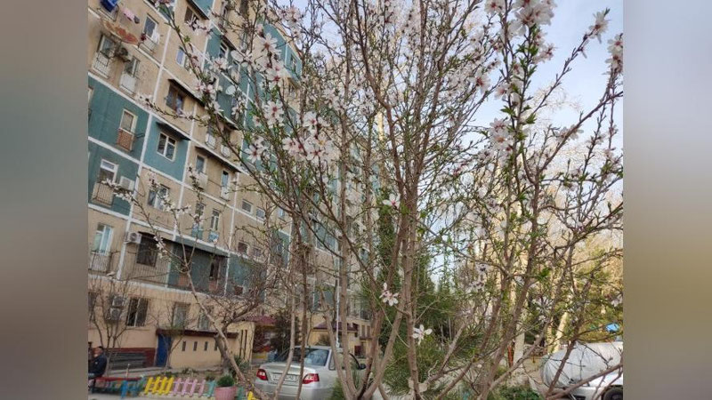 Изрображение 'В Ташкенте до +23: погода на 4 марта'