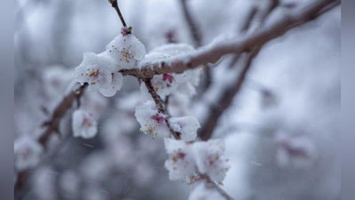 Изрображение 'В Минсельхозе рассказали, как спасти цветущие деревья от надвигающихся заморозков'